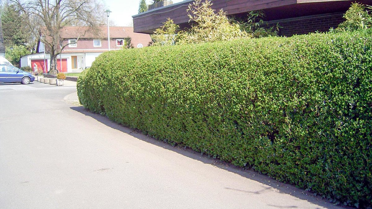 In Form geschnittene Ligusterhecke