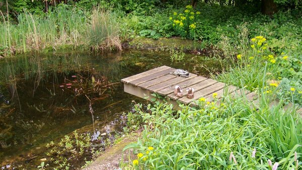 Ungesicherter Teich mit Steg