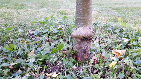 Veredelungsstelle an einem jungen Obstbaum.